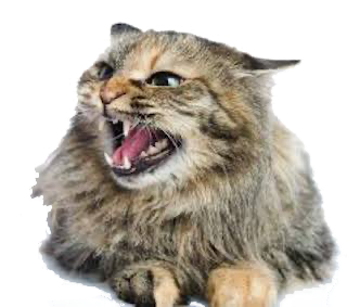 cat growling