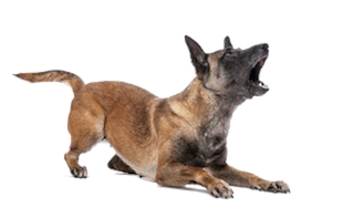dog barking